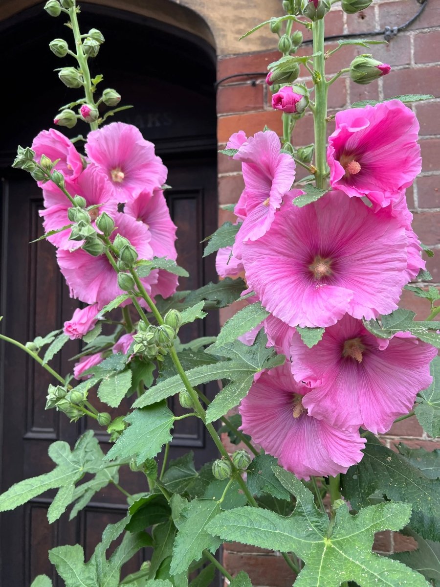 Hollyhock Bishy Barnabee Mix - Dandys Landscape Supplies