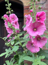 Hollyhock Bishy Barnabee Mix - Dandys Landscape Supplies