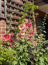 Hollyhock Bishy Barnabee Mix - Dandys Landscape Supplies