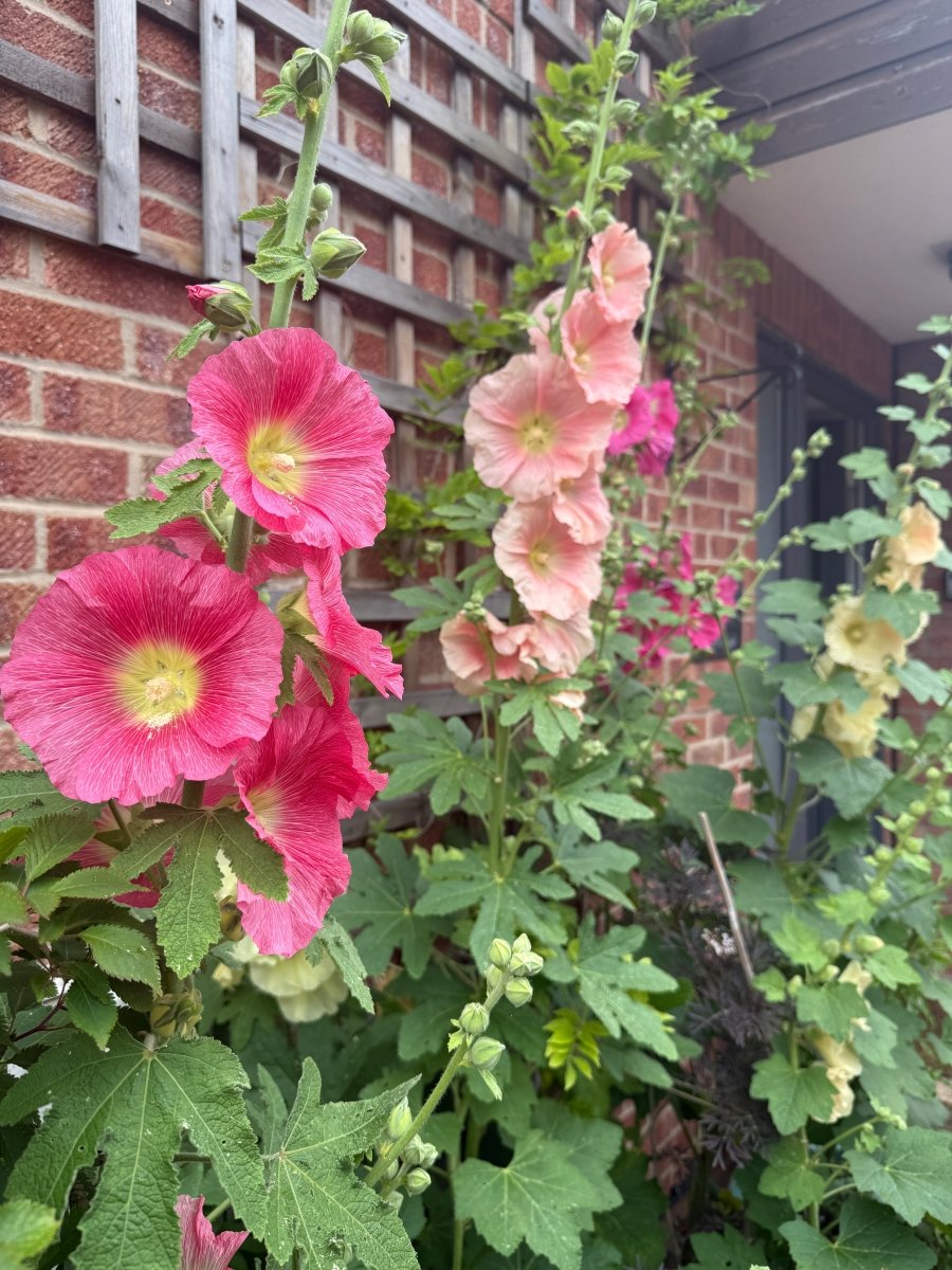 Hollyhock Bishy Barnabee Mix - Dandys Landscape Supplies