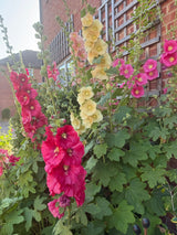 Hollyhock Bishy Barnabee Mix - Dandys Landscape Supplies