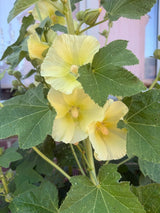 Hollyhock Bishy Barnabee Mix - Dandys Landscape Supplies