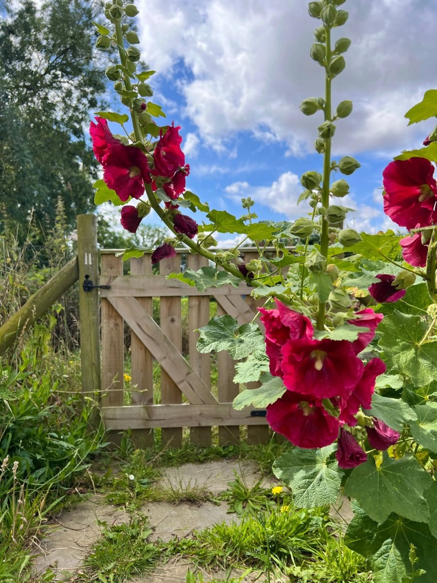 Hollyhock Bishy Barnabee Mix - Dandys Landscape Supplies