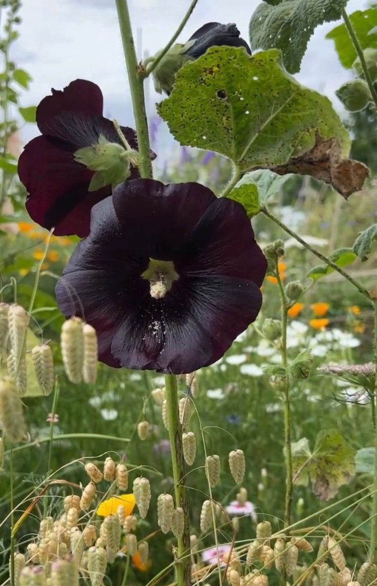 Hollyhock Nigra - Dandys Landscape Supplies