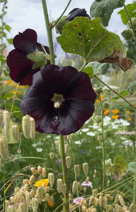 Hollyhock Nigra - Dandys Landscape Supplies