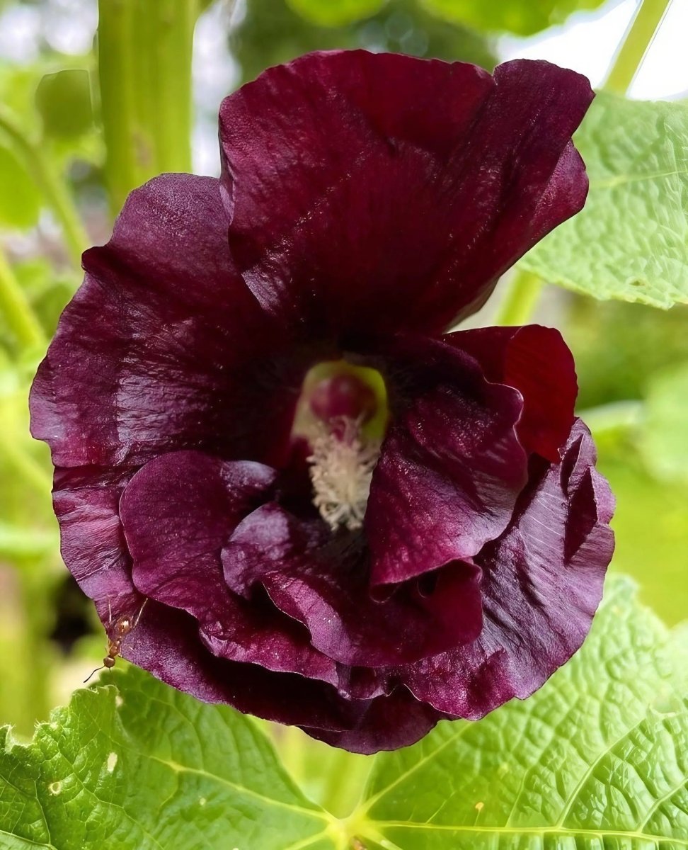 Hollyhock Nigra - Dandys Landscape Supplies