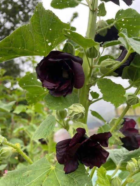 Hollyhock Nigra - Dandys Landscape Supplies