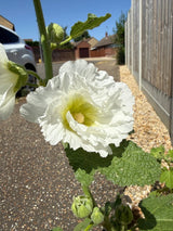 Hollyhock Summer Carnival - Dandys Landscape Supplies