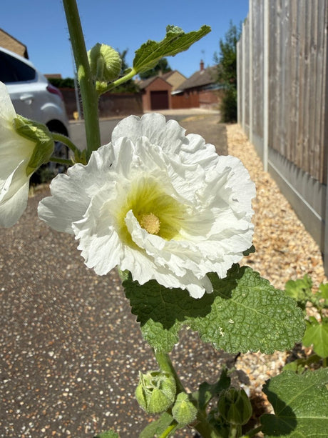 Hollyhock Summer Carnival - Dandys Landscape Supplies