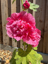 Hollyhock Summer Carnival - Dandys Landscape Supplies