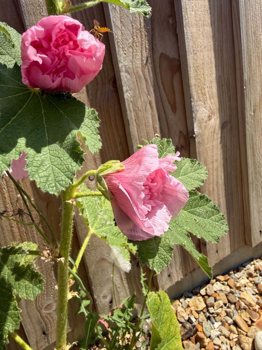Hollyhock Summer Carnival - Dandys Landscape Supplies