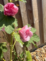 Hollyhock Summer Carnival - Dandys Landscape Supplies