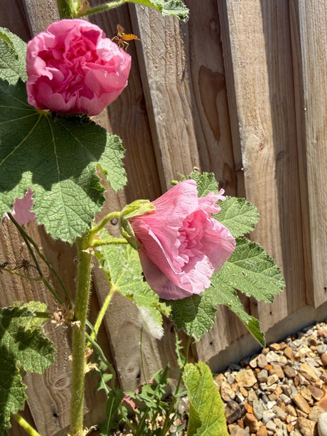 Hollyhock Summer Carnival - Dandys Landscape Supplies