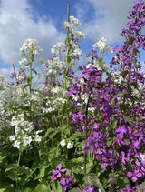 Honesty Mixed - Dandys Landscape Supplies