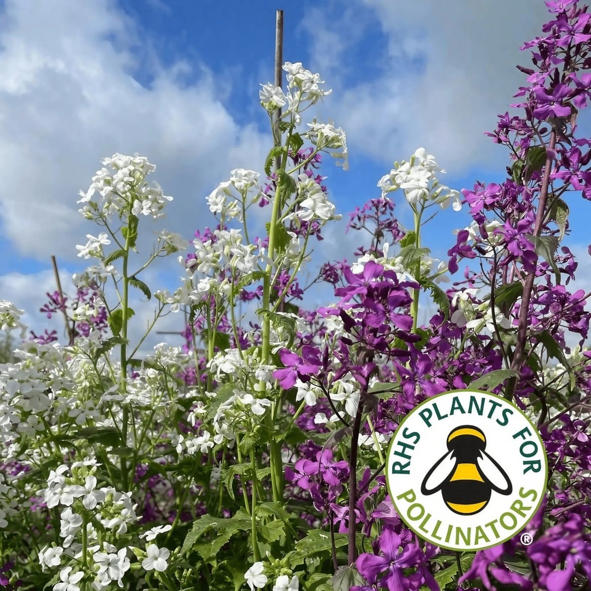 Honesty Mixed - Dandys Landscape Supplies