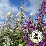 Honesty Mixed - Dandys Landscape Supplies