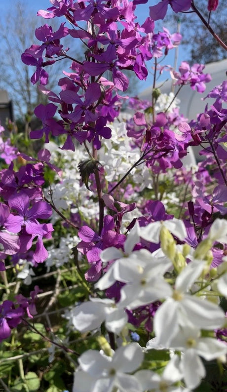 Honesty Mixed - Dandys Landscape Supplies