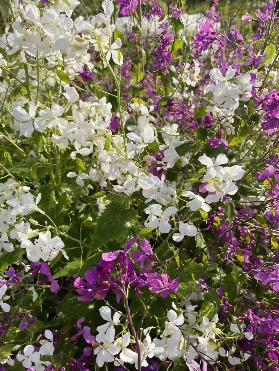 Honesty Mixed - Dandys Landscape Supplies