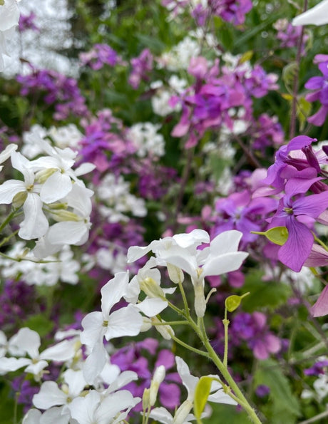 Honesty Mixed - Dandys Landscape Supplies