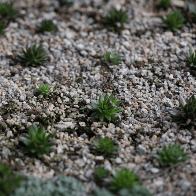 Horticultural Grit - Dandy's Topsoil & Landscape Supplies