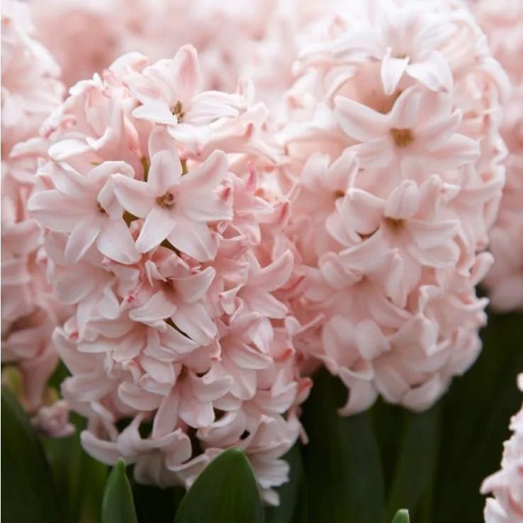Hyacinth Pink Elephant - 3 Bulbs - Dandys Landscape Supplies
