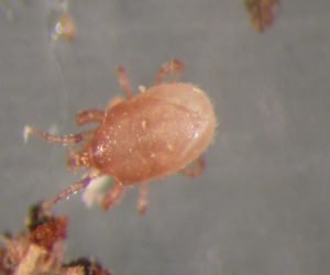 Hypoaspis mites (Stratiolaelaps scimitus) - Dandys Landscape Supplies