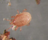 Hypoaspis mites (Stratiolaelaps scimitus) - Dandys Landscape Supplies