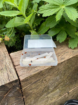 Ladybirds for Aphids