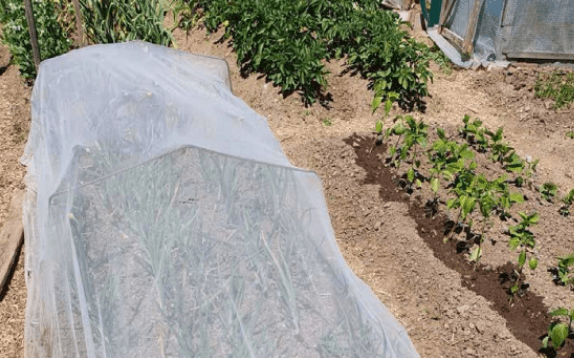InsectoNet Plastic Free Netting - Dandys Landscape Supplies