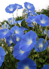 Ipomoea Heavenly Blue Seeds - Dandys Landscape Supplies