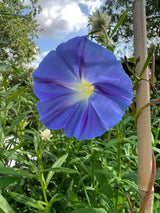 Ipomoea Heavenly Blue Seeds - Dandys Landscape Supplies