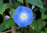 Ipomoea Heavenly Blue Seeds - Dandys Landscape Supplies