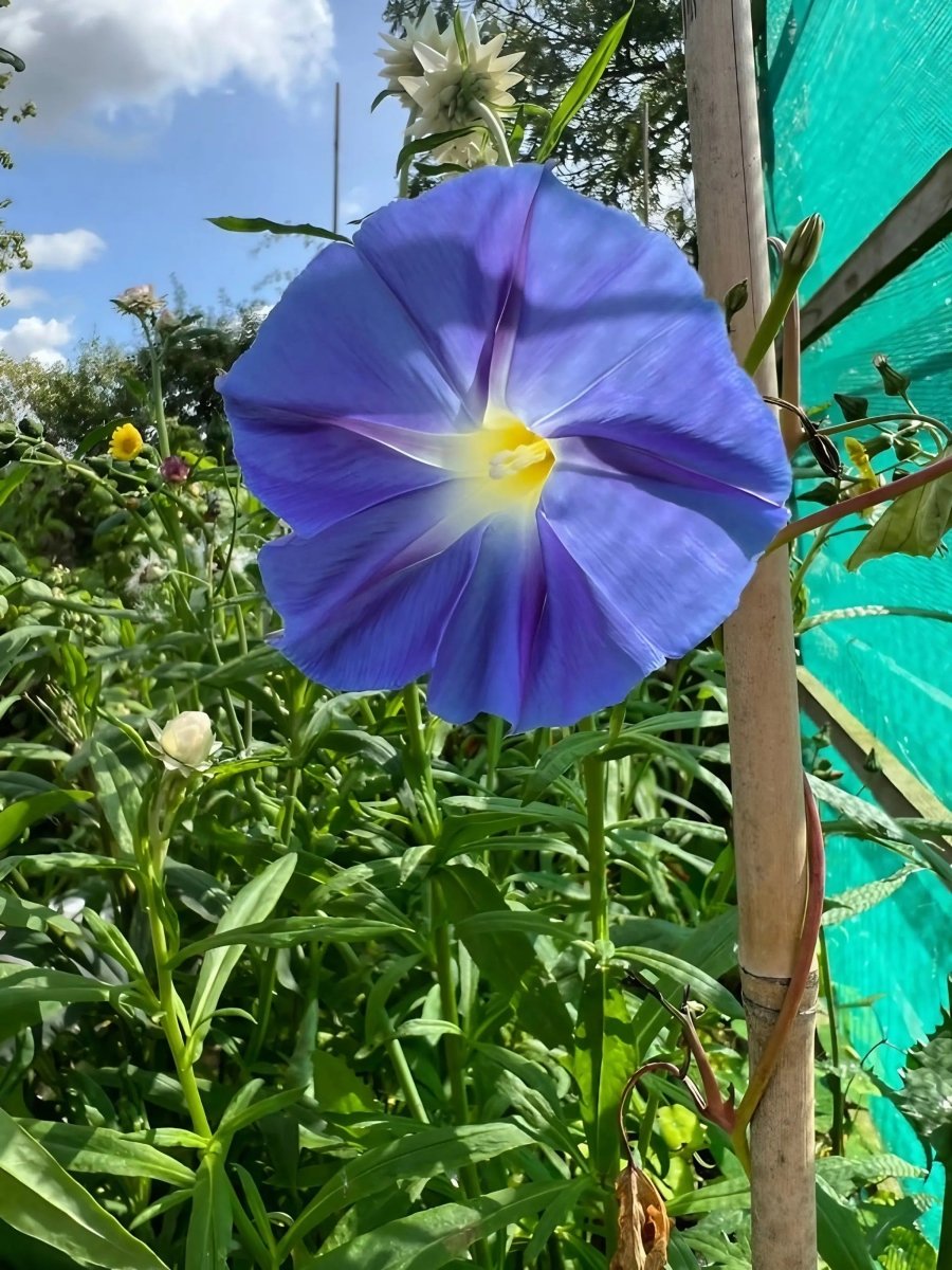 Ipomoea Heavenly Blue Seeds - Dandys Landscape Supplies