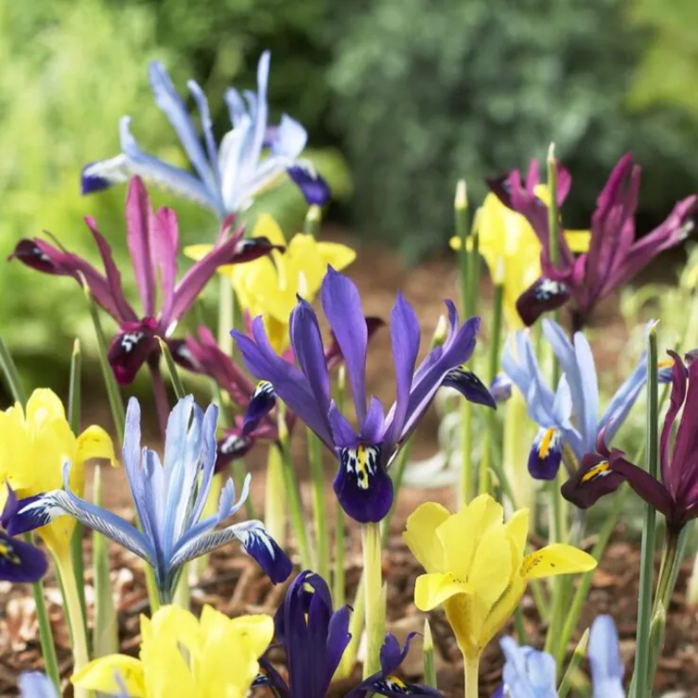 Iris Dwarf reticulata Mixture - 10 Bulbs - Dandys Landscape Supplies