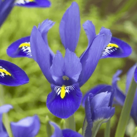Iris Harmony - 10 Bulbs - Dandys Landscape Supplies