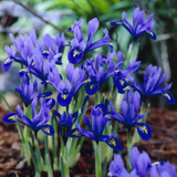 Iris Harmony - 10 Bulbs - Dandys Landscape Supplies