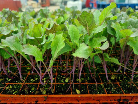 January King Plug Plants "Grow Your Own" Vegetables **Letterbox Friendly** - Dandys Landscape Supplies