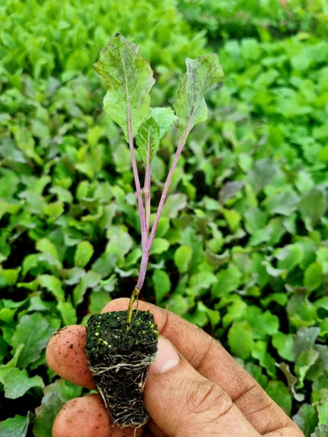 January King Plug Plants "Grow Your Own" Vegetables **Letterbox Friendly** - Dandys Landscape Supplies
