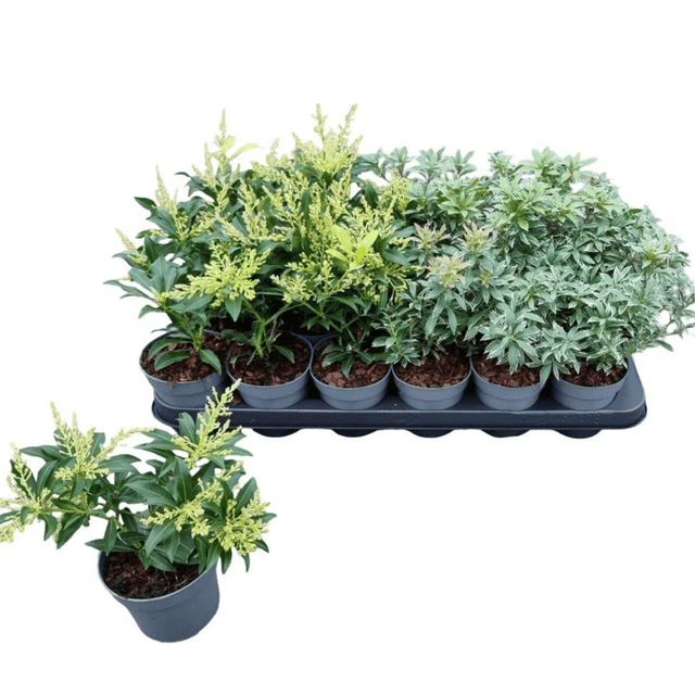 Japanese Pieris 1ltr