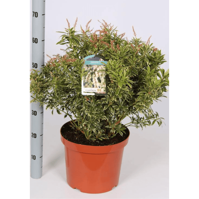 Japanese Pieris 10ltr