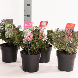 Japanese Pieris 2ltr