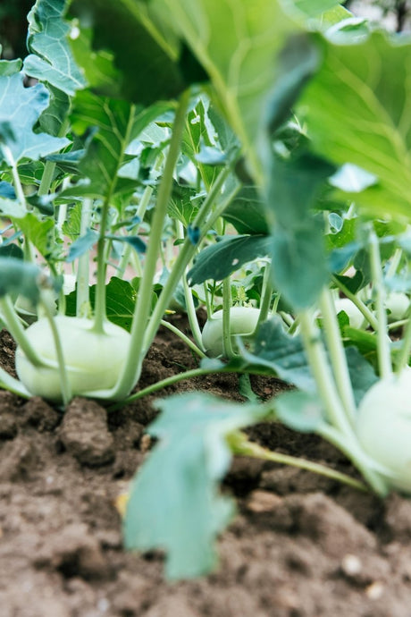 Kohlrabi Plug Plants - "Grow Your Own" Vegetables **Letterbox Friendly** - Dandys Landscape Supplies