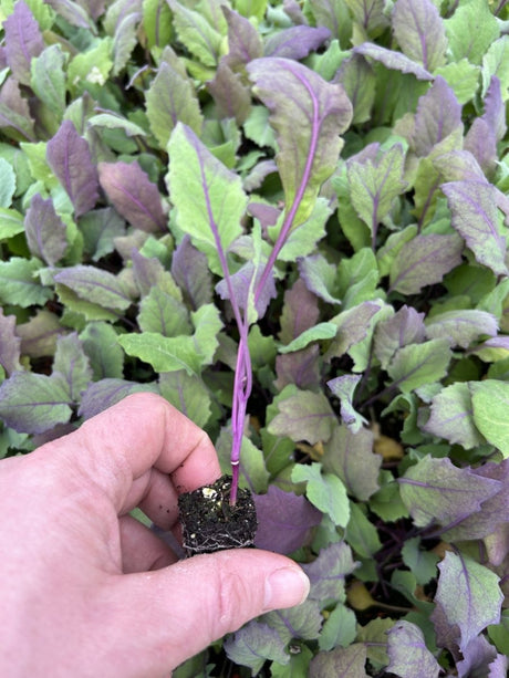 Kohlrabi Red Plug Plants - "Grow Your Own" Vegetables **Letterbox Friendly** - Dandys Landscape Supplies