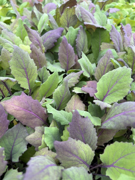 Kohlrabi Red Plug Plants - "Grow Your Own" Vegetables **Letterbox Friendly** - Dandys Landscape Supplies