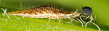Lacewing Larvae for Aphids - Dandys Landscape Supplies