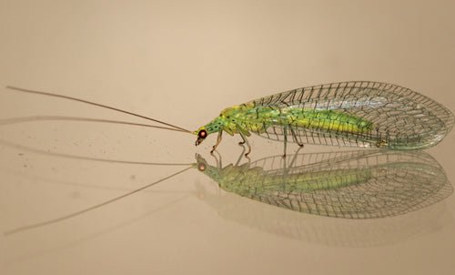 Lacewing Larvae for Aphids - Dandys Landscape Supplies