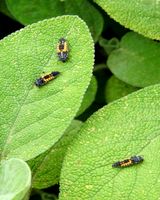 Ladybirds for Aphids - Dandys Landscape Supplies