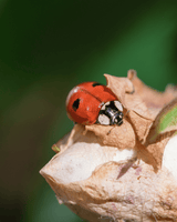 Ladybirds for Aphids - Dandys Landscape Supplies