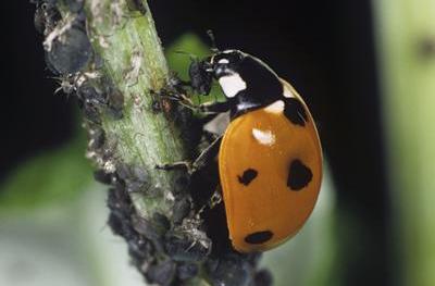 Ladybirds for Aphids - Dandys Landscape Supplies