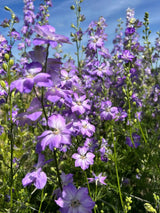 Larkspur Fancy Purple Picotee Seeds - Dandys Landscape Supplies